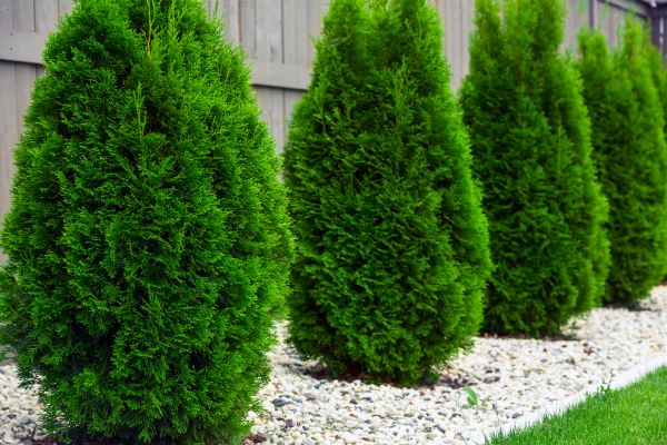 Arborvitae Planting in Scottsdale