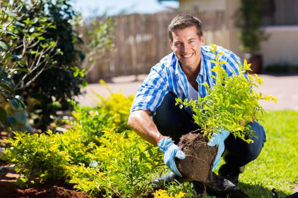 Bush Planting Service in Scottsdale