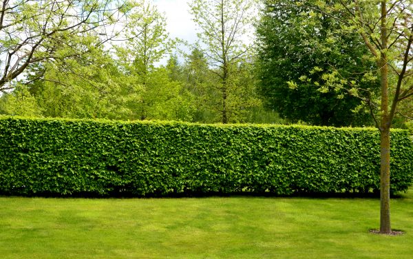 Hedge Planting in Scottsdale