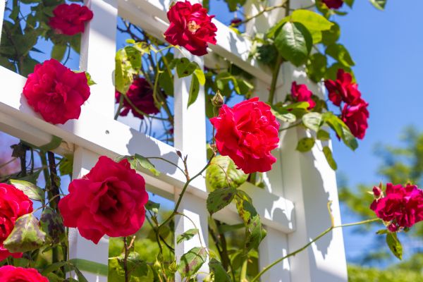 Home Gardening Service in Scottsdale