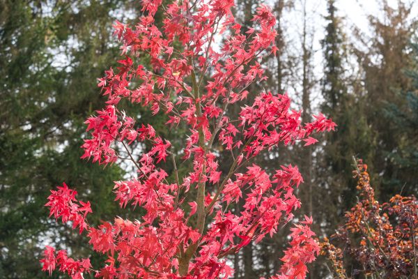 Japanese Maple Planting in Scottsdale