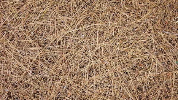 Pine Needles Delivery in Scottsdale