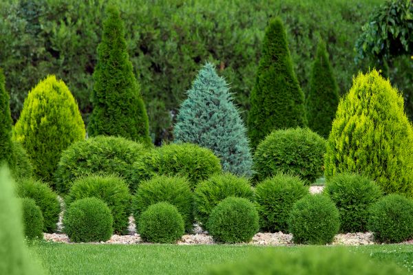 Shrub Replacement in Scottsdale