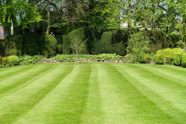 Lawn Renovation in Scottsdale