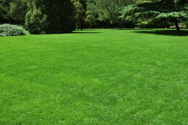 Lawn Landscaping in Scottsdale