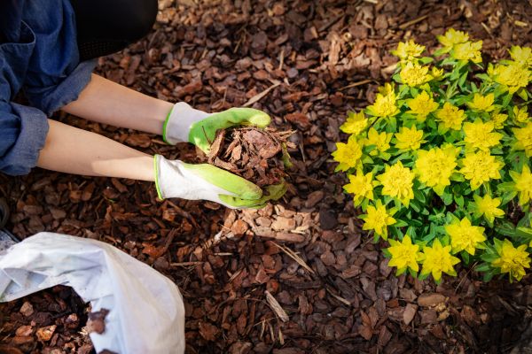 Pine Bark Mulch Installation in Scottsdale