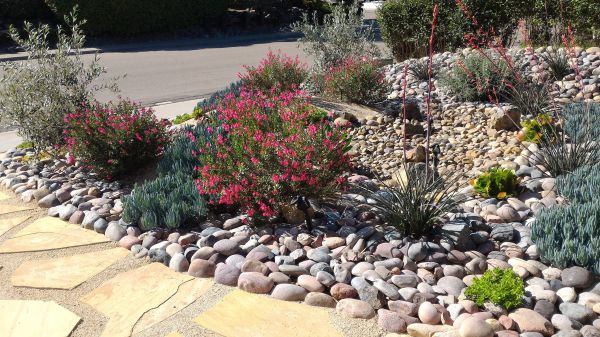 Xeriscape Landscaping in Scottsdale