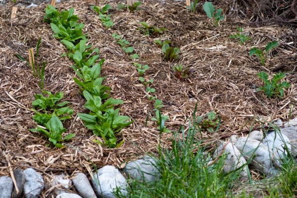 Mulch Service in Scottsdale