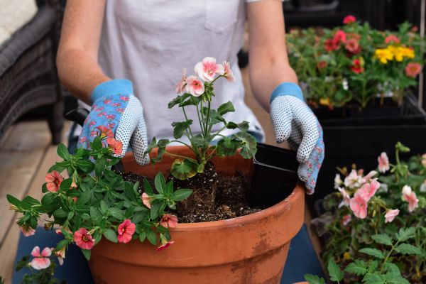 Plant Care Service in Scottsdale
