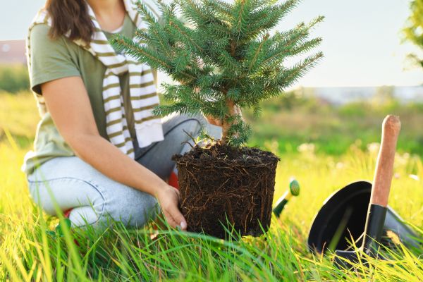Spruce Tree Planting in Scottsdale