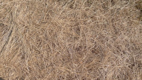 Pine Straw Replacement in Scottsdale