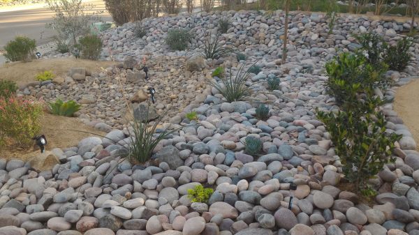 Yard Xeriscaping in Scottsdale