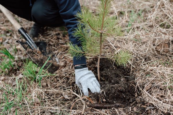 Pine Tree Planting in Scottsdale