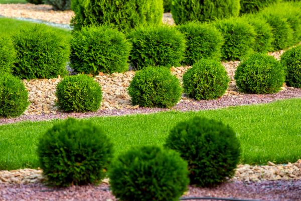 Bush Replacement in Scottsdale