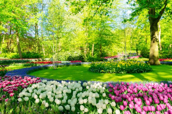 Flower Landscaping in Scottsdale