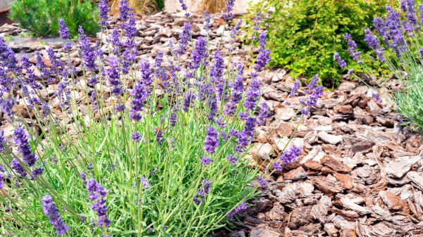 Pine Bark Landscaping in Scottsdale