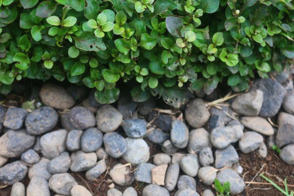 River Stone Installation in Scottsdale