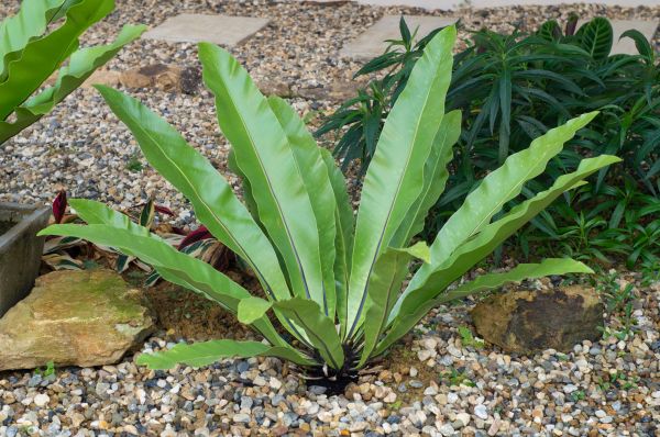 Pea Gravel Installation in Scottsdale