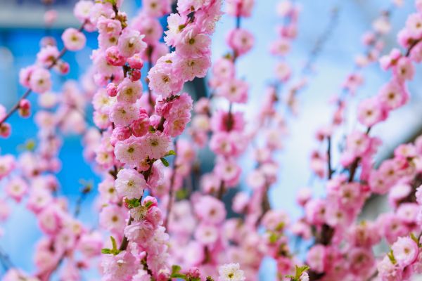 Japanese Cherry Tree Planting in Scottsdale