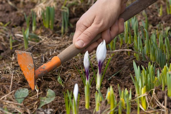 Flower Garden Weeding in Scottsdale