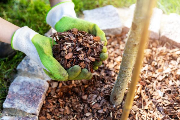 Tree Bark Delivery in Scottsdale