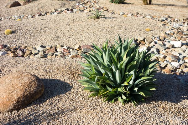Xeriscaping Service in Scottsdale