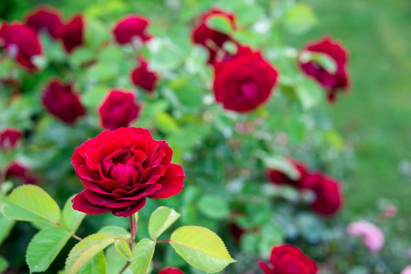 Rose Planting in Scottsdale