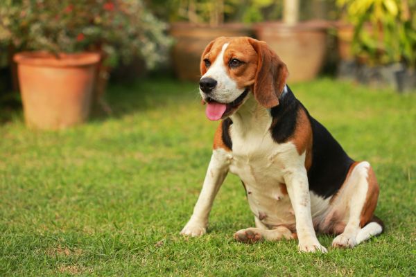 Dog Friendly Landscaping in Scottsdale