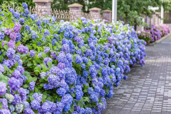 Hydrangea Landscaping in Scottsdale