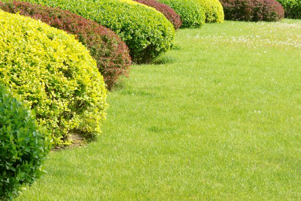 Shrubbery Planting in Scottsdale