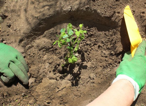 Rose Bush Planting in Scottsdale