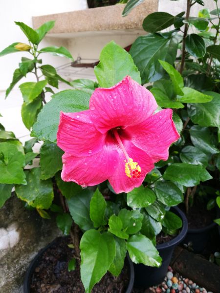 Hibiscus Planting in Scottsdale