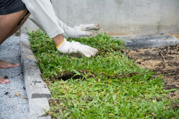 Ground Cover Planting in Scottsdale