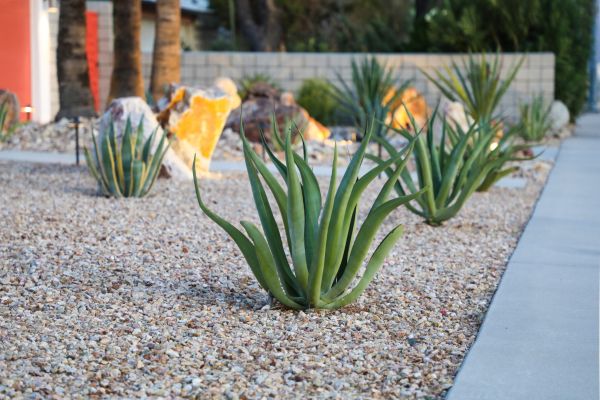 Drought Resistant Landscaping in Scottsdale