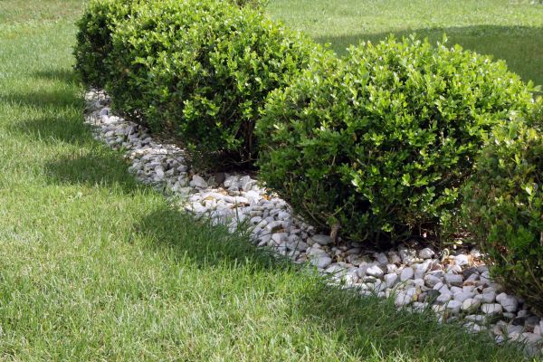 Boxwood Planting in Scottsdale